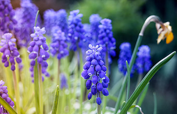 Purple, flowers, blur, meadow, Hyacinth HD wallpaper