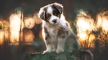 Australian Shepherd Puppy Dog Is Sitting On Wood Trunk In Blur Bokeh Background Dog HD wallpaper