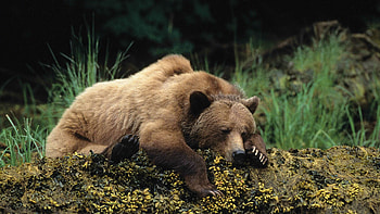 bear , Awesome , High-resolution, Screensavers HD wallpaper