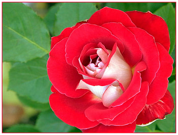 Rose, other, nature, red HD wallpaper