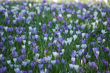 Lots of crocuses, blue, flowers, crocuses, spring HD wallpaper