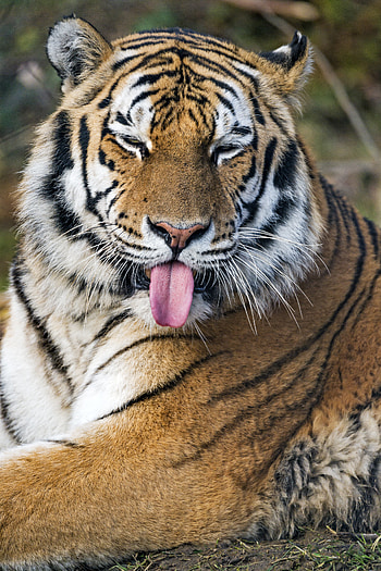 Funny, Animals, Predator, Big Cat, Tiger, Protruding Tongue, Tongue Stuck Out HD phone wallpaper