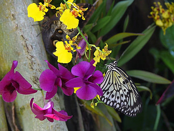 Paper Kite Butterfly, orchid, butterfly, tree, flower HD wallpaper