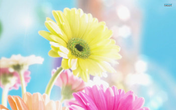 G Is For Gerberas, gerberas, colorful, nature, flowers HD wallpaper