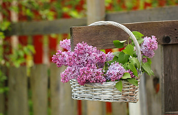 still life, flowers, abstract, graphy HD wallpaper