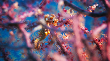 Seahorse, Tiny seahorse, Corals, , Animals HD wallpaper