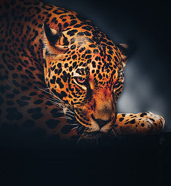 Leopard, animal, relaxed, portrait HD phone wallpaper