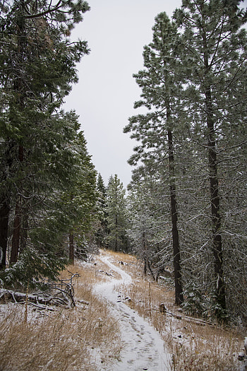 Winter, Nature, Trees, Snow, Path HD phone wallpaper