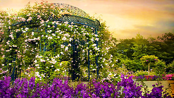 Rose Arbor at Sunset, New York Botanical Garden, roses, blossoms, landscape, clouds, colors, flowers, sky, usa HD wallpaper