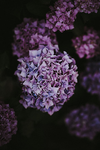 Flowers, Lilac, Pink, Bush, Hydrangea, Inflorescences, Inflorescence HD phone wallpaper