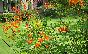 Flowers, nature, flowering plants HD wallpaper