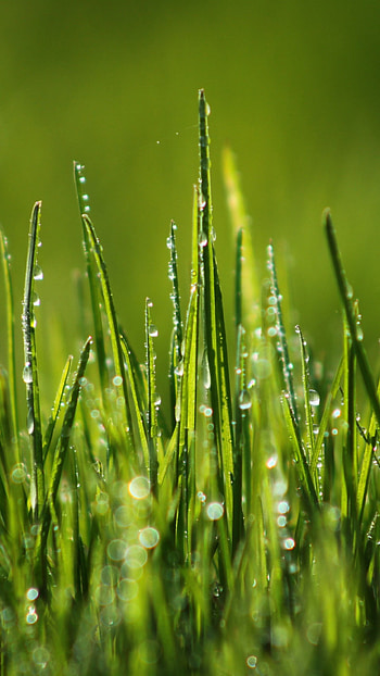 Green grass, Field dew, Natural beauty, Refreshing nature HD phone wallpaper