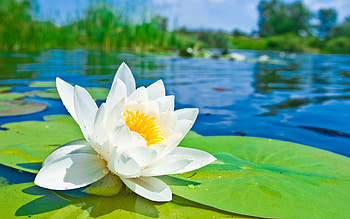 Lily Pad, Nature graphy, Zoey Cunningham, Visual inspiration HD wallpaper