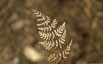 Leaf, graphy, fall, , seasons, abstract, close-up, autumn, nature, , macro HD wallpaper