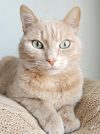 Close-up portrait of a cute domestic cat with green eyes resting indoors. HD phone wallpaper