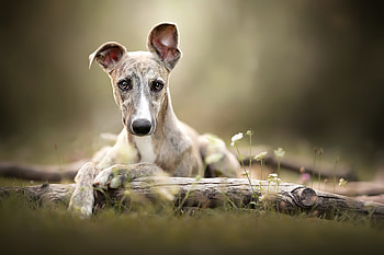 Whippet dog, , Sleek and slender, Captivating gaze HD wallpaper
