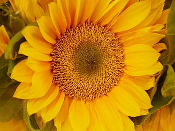 Sunflower Closeup, sunflower, petals, yellow, flower HD wallpaper