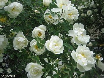 Plants, Flowers HD wallpaper