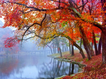 Autumn Trees, trees, cool, autumn HD wallpaper