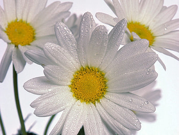 Flowers, Camomile, Drops, Close-Up, Three HD wallpaper