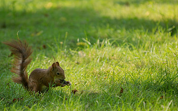 Animals, Squirrel, Grass, Playful, Tail HD wallpaper