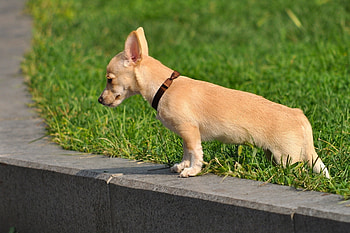 Animals, Muzzle, Sadness, Sight, Opinion, Stroll, Puppy, Sorrow HD wallpaper