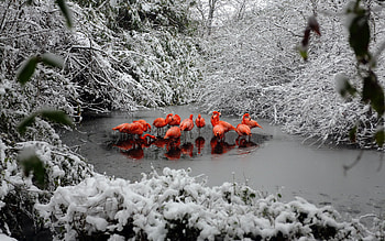Snow, Winter, Flamingo, Animal, Bird, Birds HD wallpaper