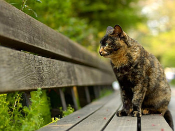 Cat Sitting On Bench, fur, bench, pets, cats, nature, kittens HD wallpaper