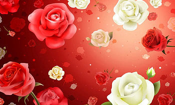 Roses, White, Red, , Flower, Background HD wallpaper