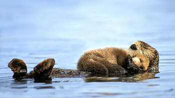 Mother and baby, Otter HD wallpaper