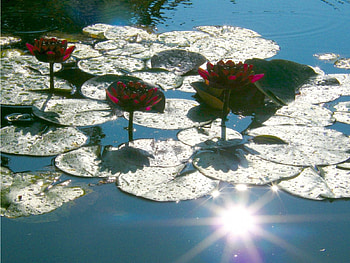 Royal Waterlilies, royal, waterlilies HD wallpaper