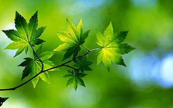 Maple leaves, Green, Ntree, Leaves, Autumn, Branches, Maple HD wallpaper