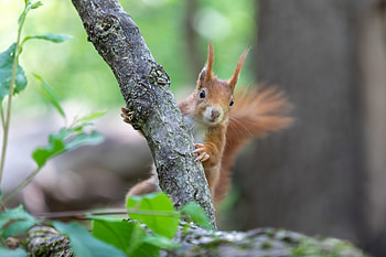 Animals, Squirrel, Fluffy, Nice, Sweetheart, Rodent HD wallpaper