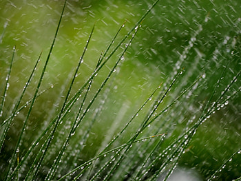 Grass, Snow, Drops, Macro HD wallpaper
