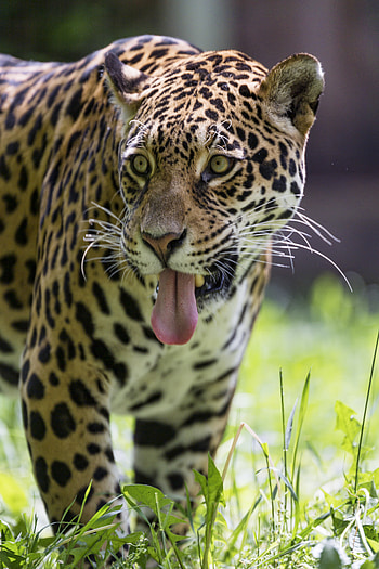 Animals, Leopard, Predator, Sight, Opinion, Wildlife, Protruding Tongue, Tongue Stuck Out HD phone wallpaper