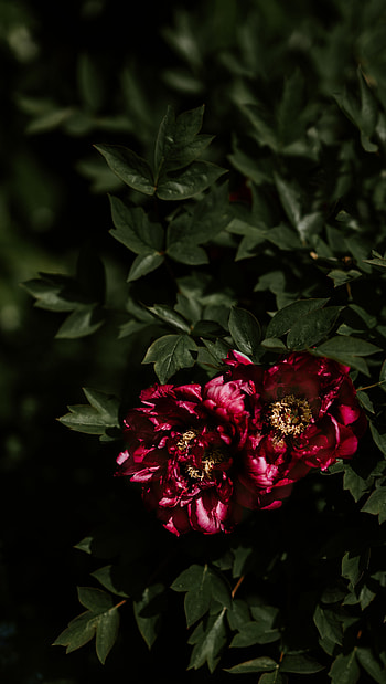 Flowers, Leaves, Peonies, Bush, Buds, Shadows HD phone wallpaper