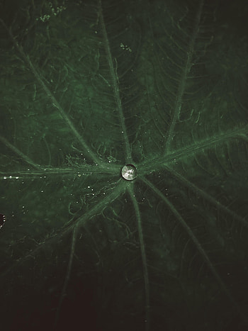 Water, Macro, Sheet, Leaf, Drop, Veins HD phone wallpaper