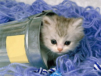 Animals, Bank, Cat, Kitty, Kitten, Playful, Jar HD wallpaper