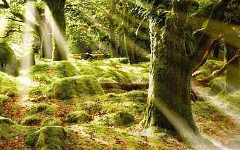 Landscape, Trees HD wallpaper