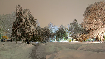 *** Winter Night ***, winter, night, white, time, light, snow, trees, nature HD wallpaper