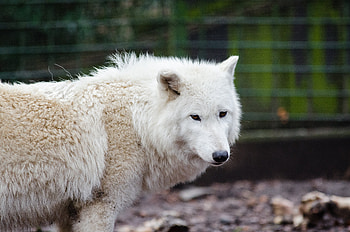 Animals, Predator, Wolf, Sight, Opinion HD wallpaper