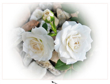 White roses, flowers, roses HD wallpaper