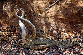 Snakes Love, amazing HD wallpaper