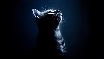 Black cat for HD wallpaper
