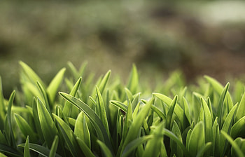 Plants, Grass HD wallpaper
