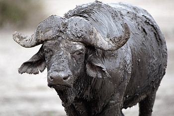 Animals, Buffalo, Mud, Dirt, Cooling HD wallpaper