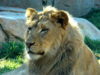 Leo the Lion, animal, lion HD wallpaper
