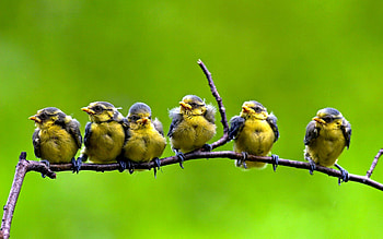 SIX CHICKS on the BRANCH, tit, chicks, branch, Blue HD wallpaper