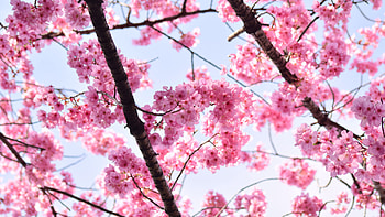 Light Pink Sakura Flowers Petals Tree Branches In Blue Sky Background Flowers HD wallpaper