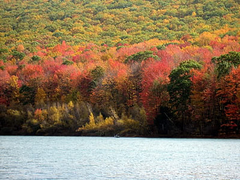 Across the Lake, trees, autumn, water, lake HD wallpaper